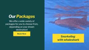 Whale shark Sumbawa Tour
